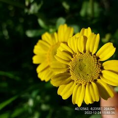 Coleostephus myconis