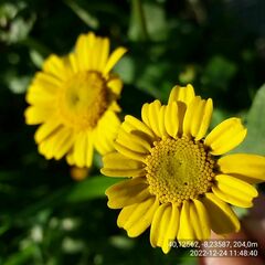 Coleostephus myconis