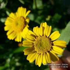 Coleostephus myconis