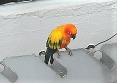 Aratinga solstitialis