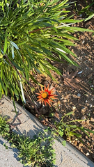 Gazania linearis