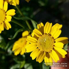 Coleostephus myconis