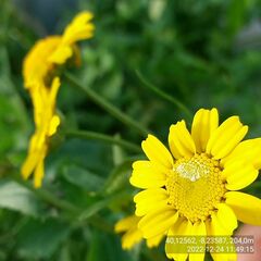 Coleostephus myconis