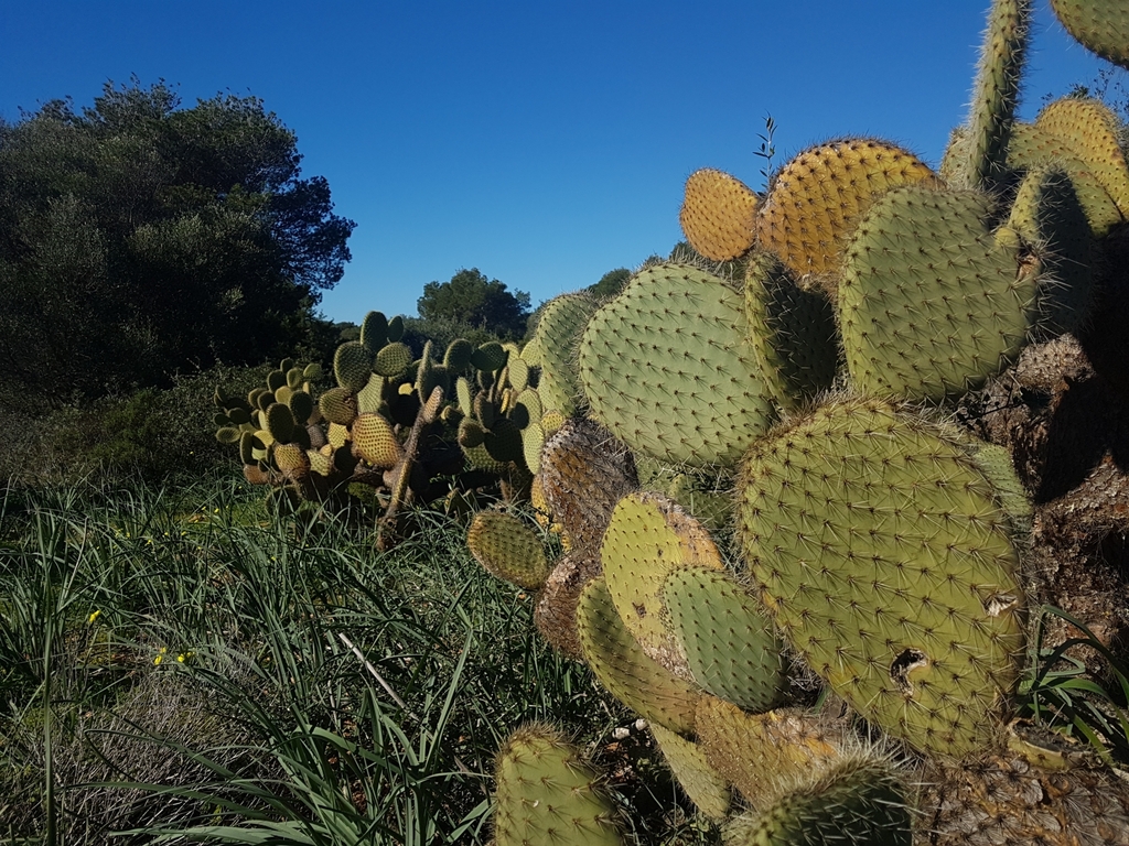 Opuntia leucotricha, Baleares, ES-PM, ES