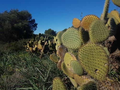 Opuntia leucotricha