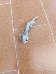 Tarentola mauritanica