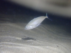 Scomberoides