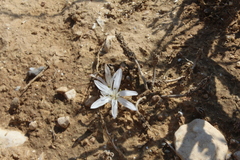 Colchicum tuviae