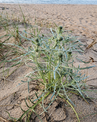 Cirsium pitcheri
