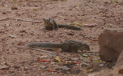 Funambulus palmarum