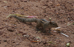 Funambulus palmarum