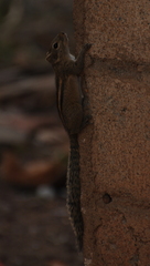 Funambulus palmarum