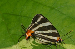 Panthiades bathildis