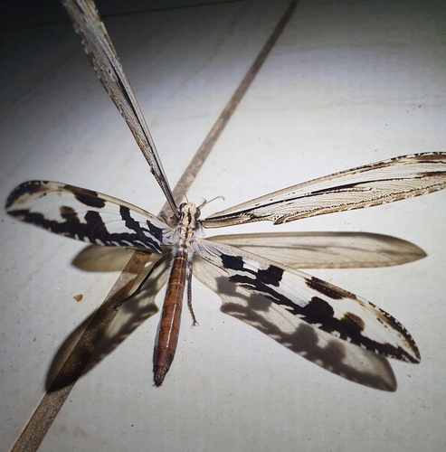 Kalahari Phantom Antlion