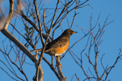 Turdus chrysolaus