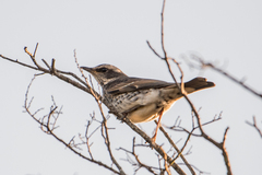 Turdus eunomus
