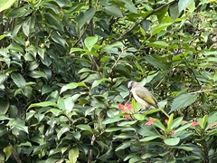 Pycnonotus sinensis formosae