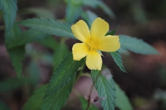 Turnera ulmifolia