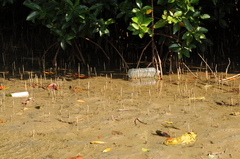 Rhizophora