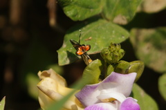 Panthiades bathildis