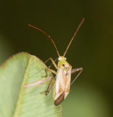 Adelphocoris lineolatus