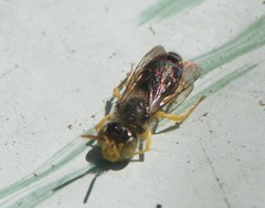 Calliopsis andreniformis