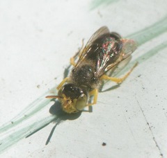 Calliopsis andreniformis