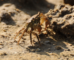 Brachyura