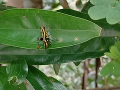 Traulia azureipennis