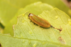 Calotheca