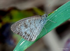 Ypthima huebneri