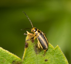 Trirhabda canadensis