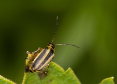 Trirhabda canadensis