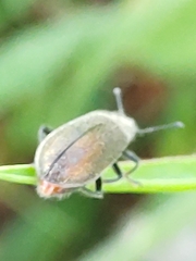Lagria villosa