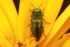 Agrilinae