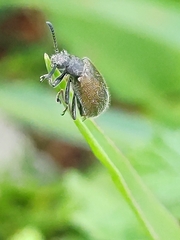 Lagria villosa