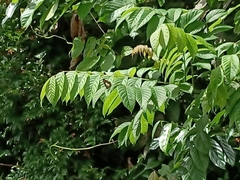 Polyura hebe plautus