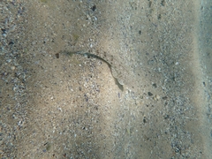 Platycephalus caeruleopunctatus