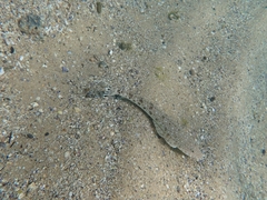 Platycephalus caeruleopunctatus