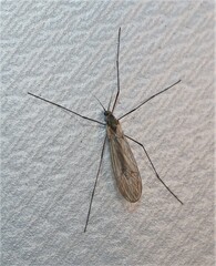 Trichocera annulata