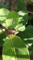 Creatonotos
