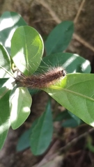 Creatonotos