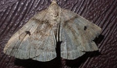 Zanclognatha laevigata