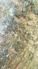 Philodromus rufus