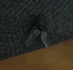 Calliphora