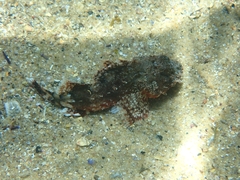 Scorpaena jacksoniensis