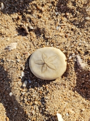 Echinodermata
