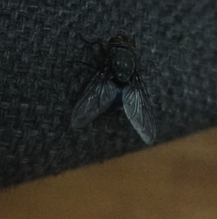 Calliphora
