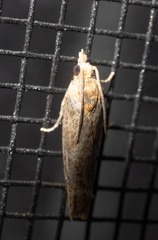 Eucosma ochroterminana
