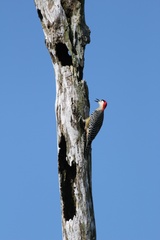 Melanerpes superciliaris